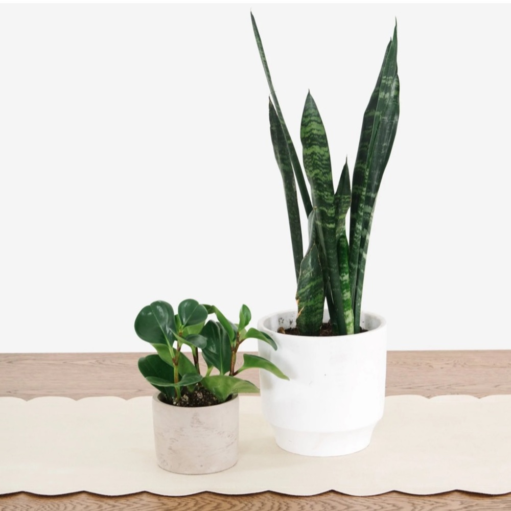 NEW IN BOX • Gathre Ivory Scallop Table Runner (6 foot)
